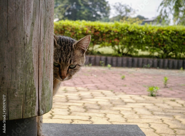 Fototapeta 猫は見た