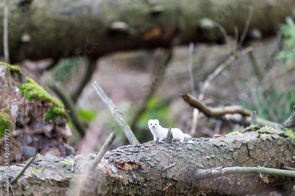 Obraz Least weasel on fallen fir tree