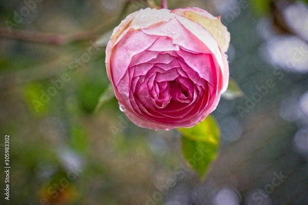 Fototapeta Chain link Winter Rose 