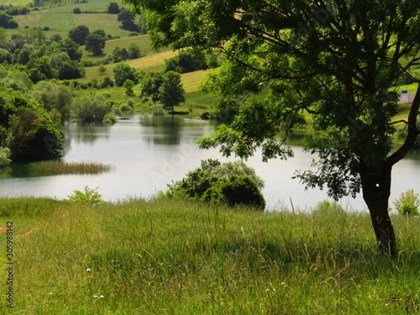 Obraz lake in the forest