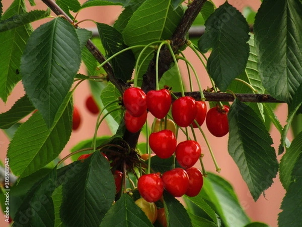 Obraz red berries on a tree