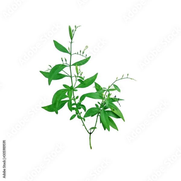 Fototapeta Kariyat isolated on white background, Fresh of Andrographis paniculata plant on white background use for herbal product