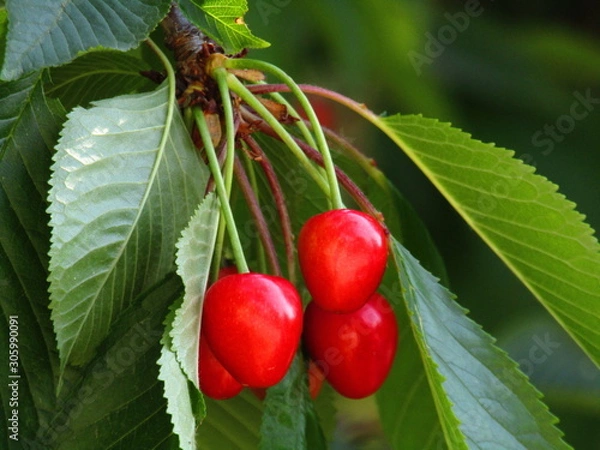 Obraz ripe red cherries on the tree