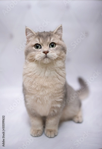 Fototapeta kitten scottish british cat burma munchkin animals