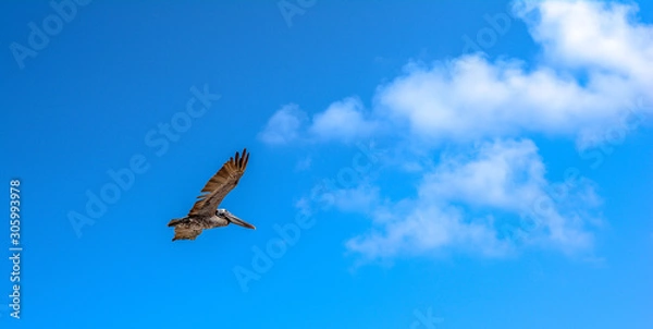 Obraz Lone pelican in flight with blue sky background