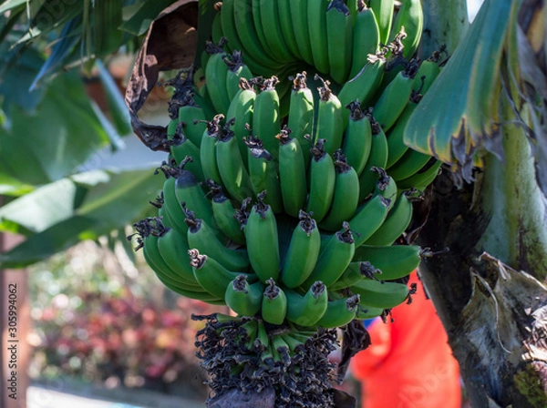 Obraz Green plantains