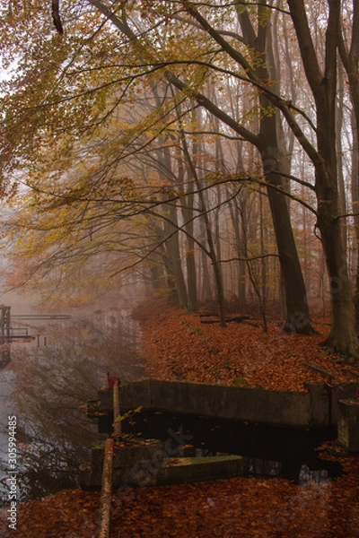 Fototapeta Trees with water in a foggy forest