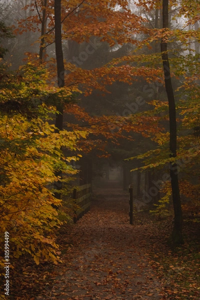 Fototapeta Path leading into the forest with a wooden bridge