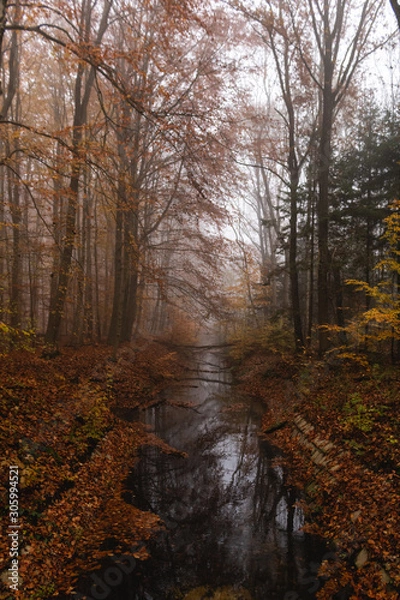 Fototapeta Small river in a foggy forest with reflections in the water