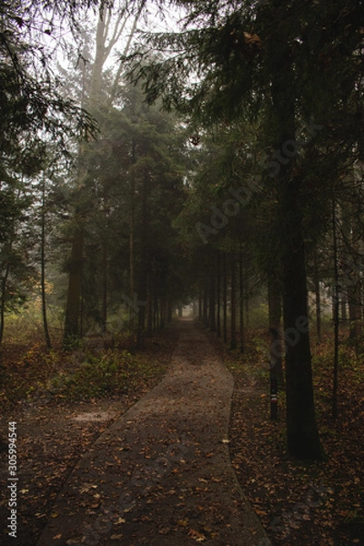 Fototapeta Path leading into the foggy forest