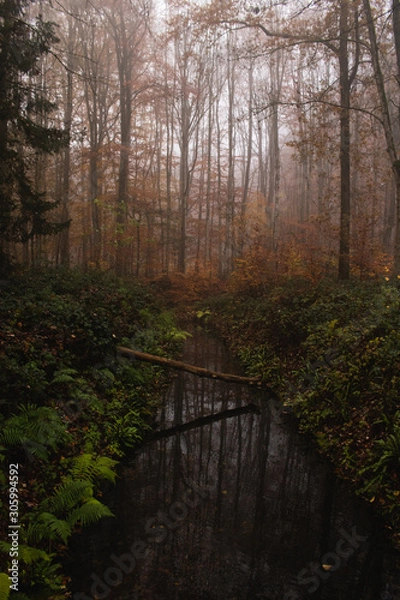 Fototapeta Reflection of a wooden log over the water in a foggy forest