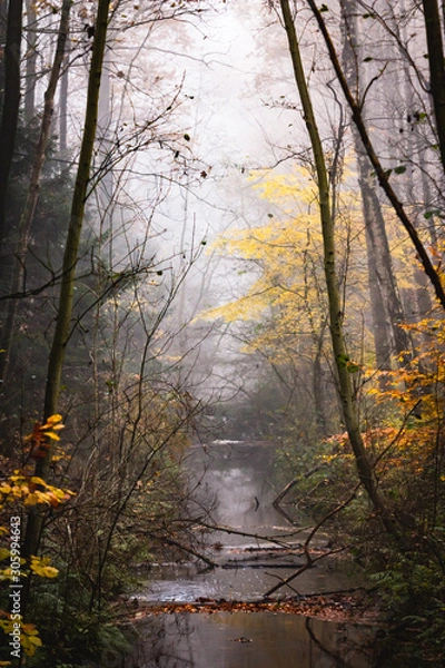 Fototapeta Small river in a foggy forest