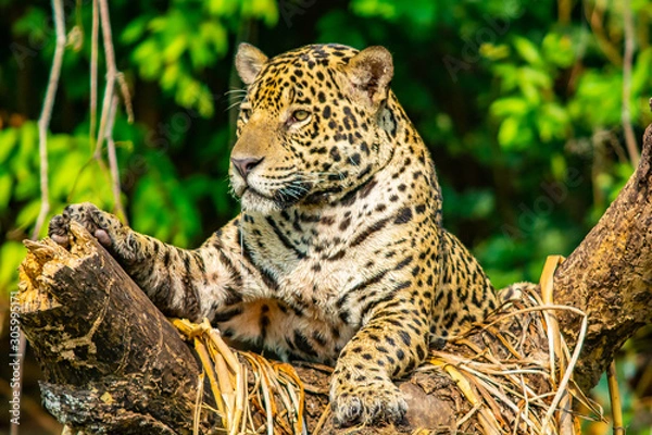 Obraz jaguar in tree starring