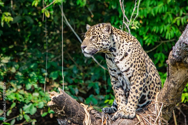 Obraz jaguar sitting in tree