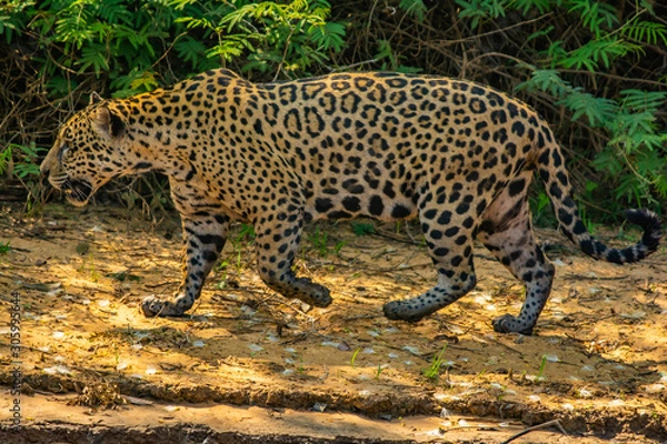 Obraz jaguar walking