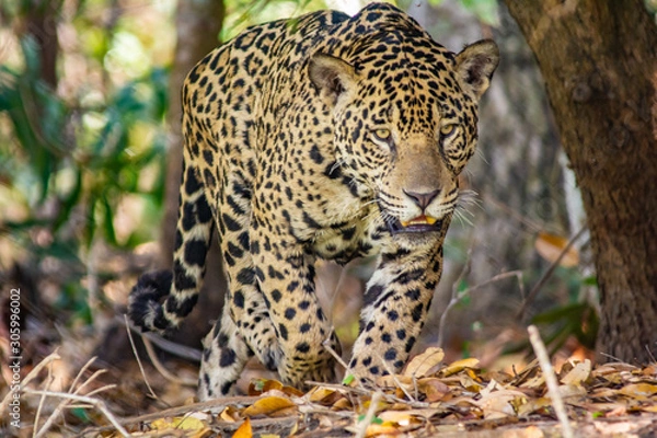 Obraz jaguar walking in forest