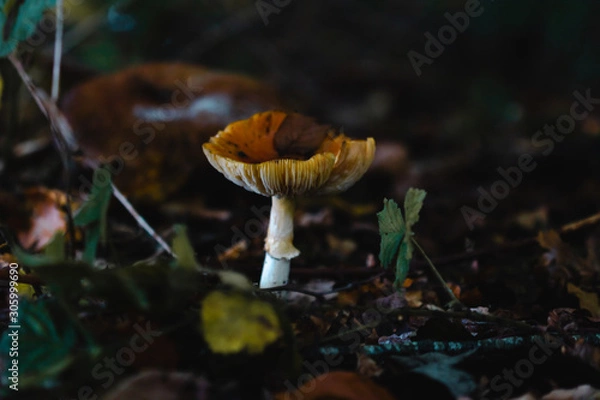 Fototapeta Macro shot of a mushroom
