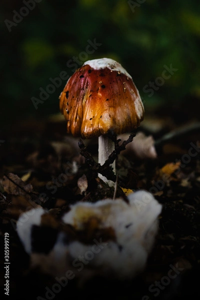 Fototapeta Macro shot of a mushroom