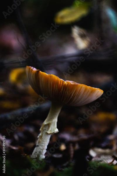 Fototapeta Macro shot of a beautiful mushroom