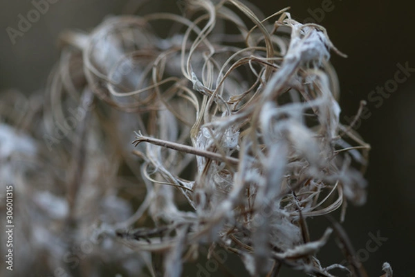 Fototapeta Macro shot of small white branches