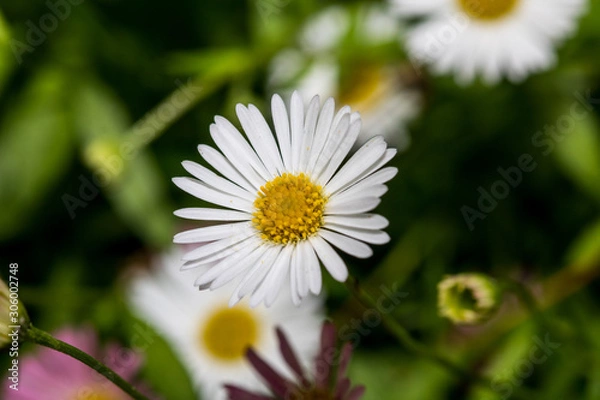 Fototapeta Macro shot of a daisy
