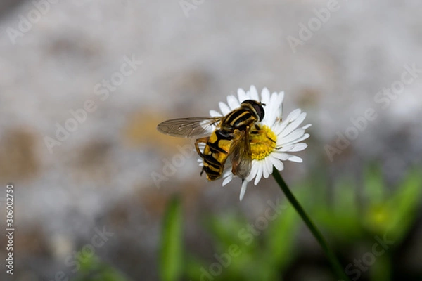 Fototapeta Macro shot of a bee on a flower