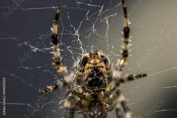 Fototapeta Macro shot of a spider in a web