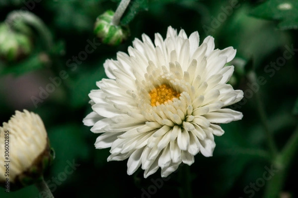 Fototapeta Macro shot of a flower