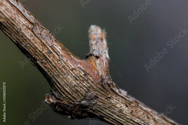 Fototapeta Macro shot of a branch