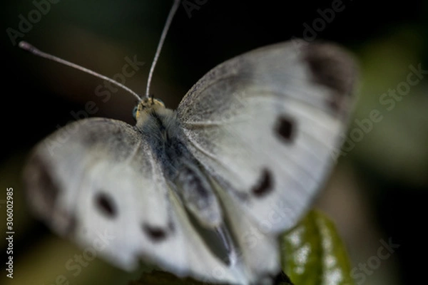 Fototapeta Macro shot of a butterfly