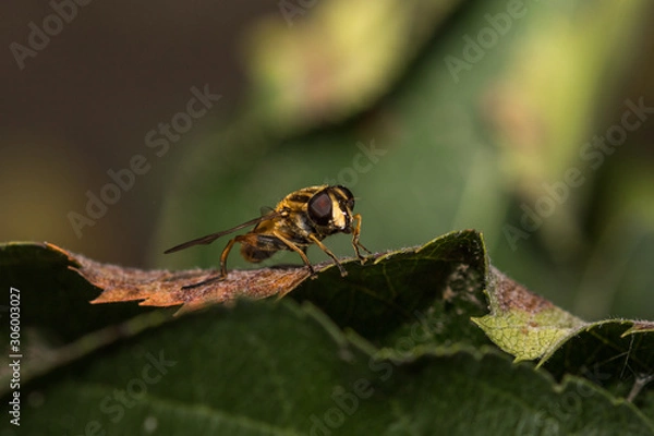 Fototapeta Macro shot of a wasp