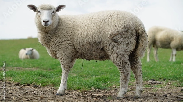 Obraz looking white sheep on a nice summerday