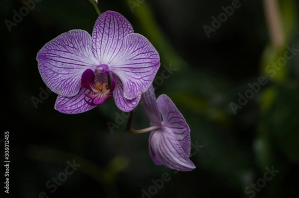 Fototapeta orchid on dark background
