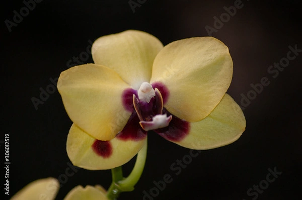 Fototapeta orchid on dark background