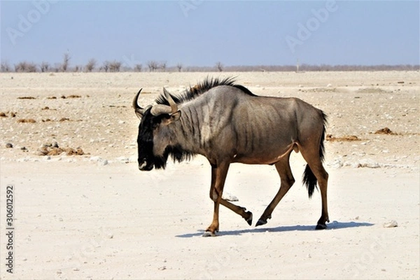 Obraz Close black wildebeest in Etosha Nationalpark, Namibia, Africa