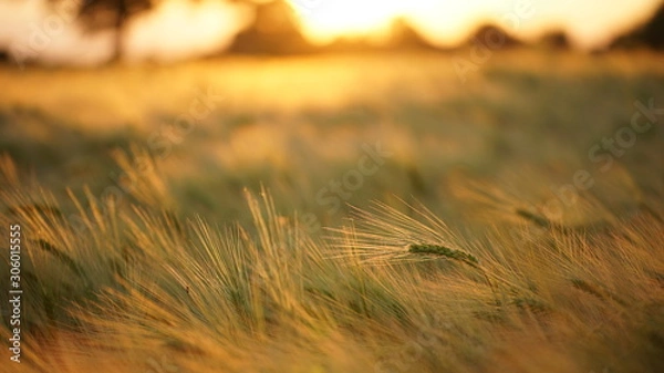 Obraz rye field at the golden sunset