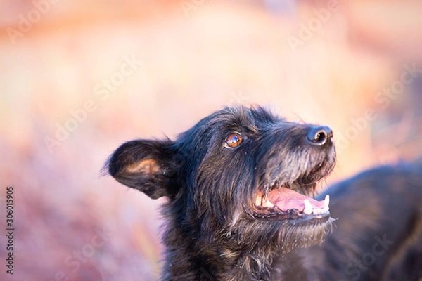 Obraz portrait od dog. Blurred background