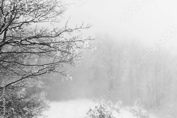 Fototapeta Forest of the Parks Sasso Simone e Simoncello during winter.