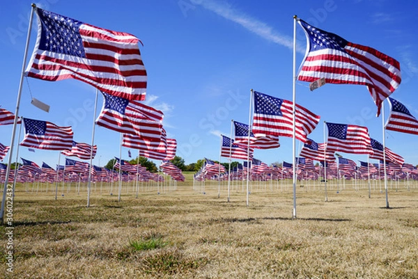 Obraz Many USA flags at a field in a park in Plano, Texas