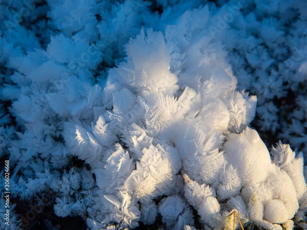 Fototapeta  Frozen moisture on the plants turned into bizarre snowflakes.