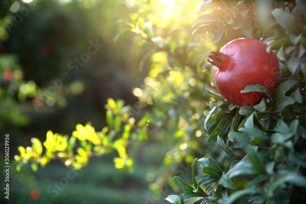 Fototapeta fresh pomegranate on the tree
