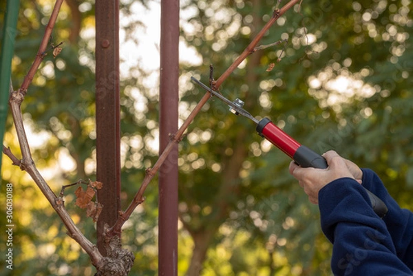 Fototapeta Una persona podando la vid con una tijera