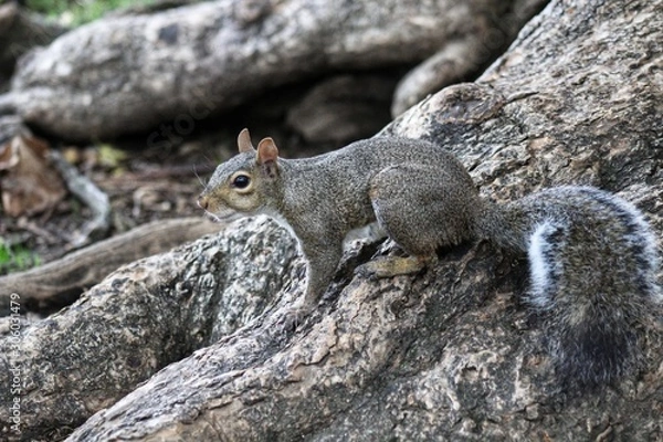 Fototapeta A single squirrel on a tree trunk looking curious