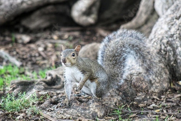 Obraz squirrel on tree