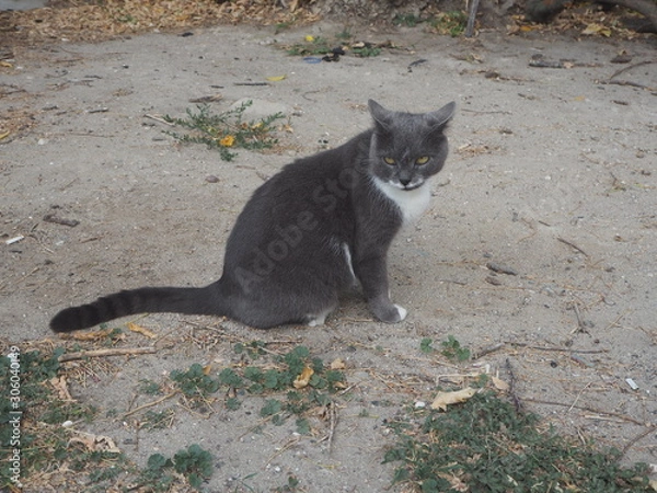 Fototapeta Turkey、トルコ旅行、トルコ、呂公、世界遺産、遺跡、カッパドキア、海、猫、船、気球
