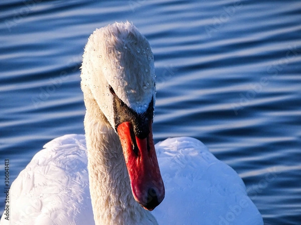 Obraz Swan close-up