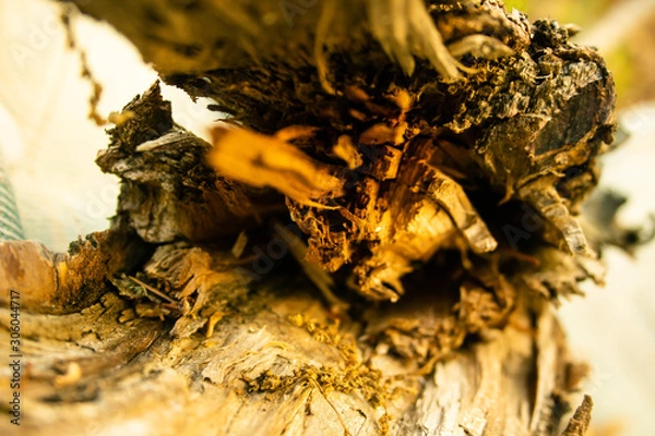 Obraz Abstract wood close up 