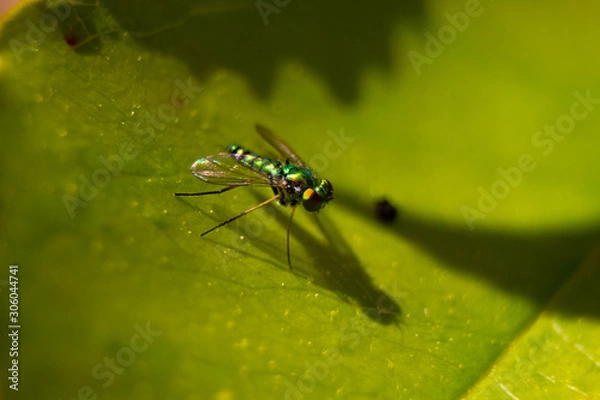 Obraz green fly close up 