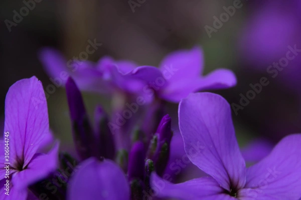 Obraz purple flowers