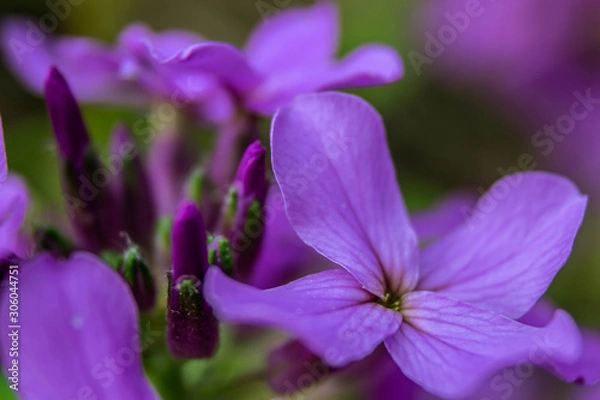Obraz purple flowers